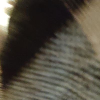 scraplemur's profile picture. Скрапер&Зверик