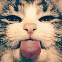 pastelkitt1n (@pastelcumdrop) 's Twitter Profile Photo