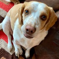 May and Fionn - The Rescue Hounds (@livewellian) 's Twitter Profile Photo May and Fionn - The Rescue Hounds (@livewellian) 's Twitter Profile Photo