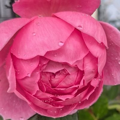 愛で生きるさんのプロフィール画像