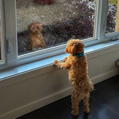 ramer79's profile picture. Non-linear Learner