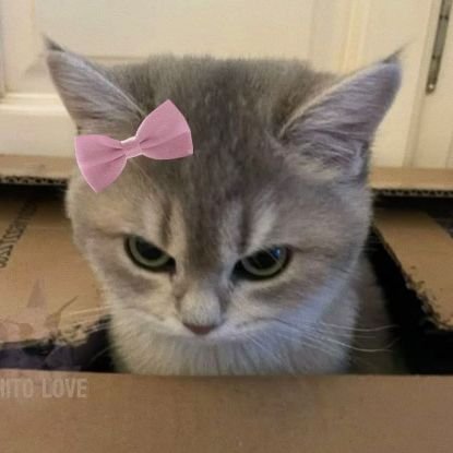 coffiserika's profile picture. ☁️🎀