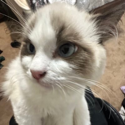 tylerSchipp's profile picture. certified hater