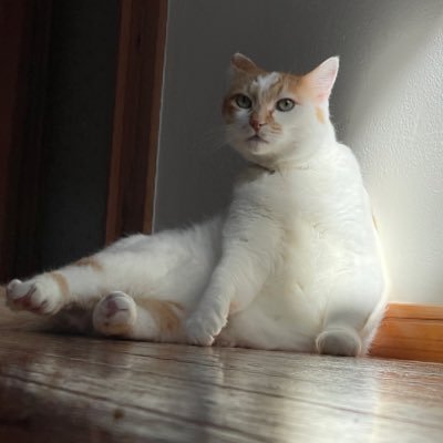 sawolist's profile picture. 猫のきなぺーこときなこと暮らしています。