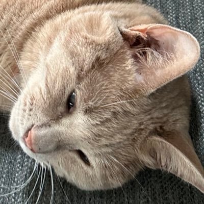 mu9010556993976's profile picture. 真のお母様の安寧を心から願う者です。 保護猫5匹と暮らしています|バラとアジサイ、ミモザとユーカリを育てています #真の父母様聖会