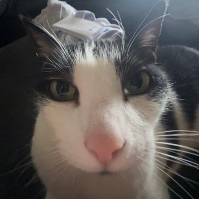 7 yearce of olde | Pinkest nose man | Have 2 siblinks | Dade is 19 yearce