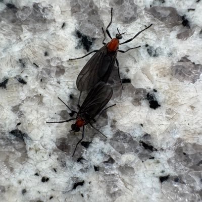 _junow's profile picture.