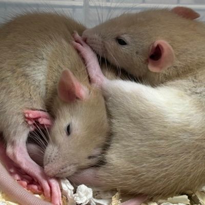 神威さんのプロフィール画像