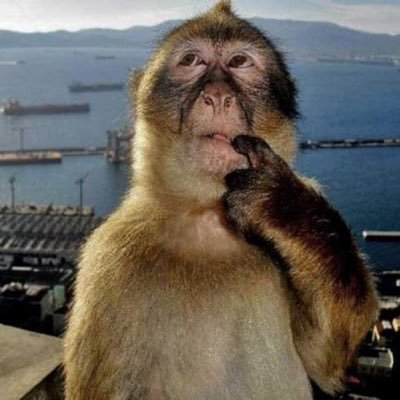 ungabungaboyy's profile picture. 🫡🇮🇳