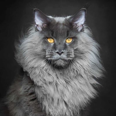 MEMO______jk's profile picture. game dev.