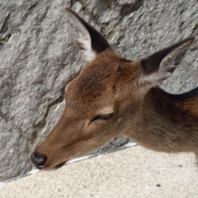 jamjam22497133's profile picture. フリーライター@名古屋／ドラゴンズ・大相撲・Mリーグ／2024年3月ベルバードで20数年ぶりにリアル麻雀再開／禁煙中（2018.10〜）／朝弱い／お腹もちょっと弱い