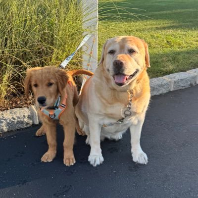 debpage4's profile picture. 🇺🇸 🦮 United we stand 🗽