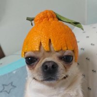 drunk and orderly (@abesap_rocky) 's Twitter Profile