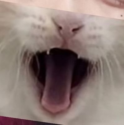 もぽこさんのプロフィール画像