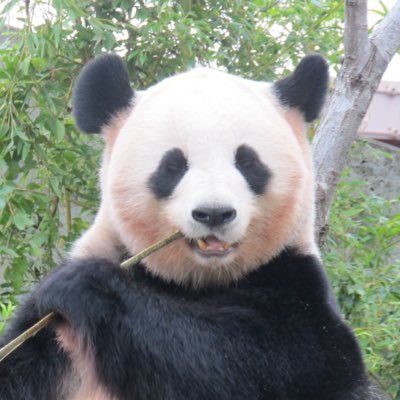 Panda__mignon's profile picture. お相撲とパンダが好き🐼力士のみなさまにリスペクト🫡ご贔屓→白熊ｸﾝ🐻‍❄️高田川部屋（湘南乃海🍑輝✨大辻さん💚）好きなパンダ→神戸のお嬢様🐼アイコンの桜浜🌸どうぞよしなに