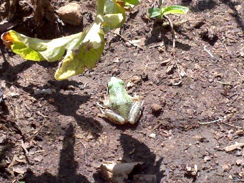 noleafblowers's profile picture. Gardener and leaf blower hater.