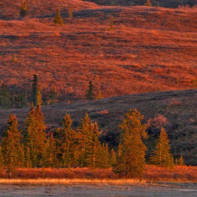 hridoymaz77's profile picture. @MorphLayer