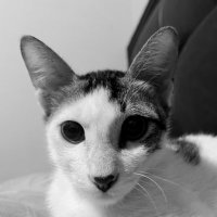 f (@piyapiyupuyi) 's Twitter Profile