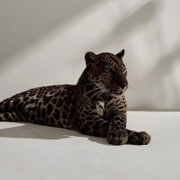 𝕒 (@ii9gr_9) 's Twitter Profile