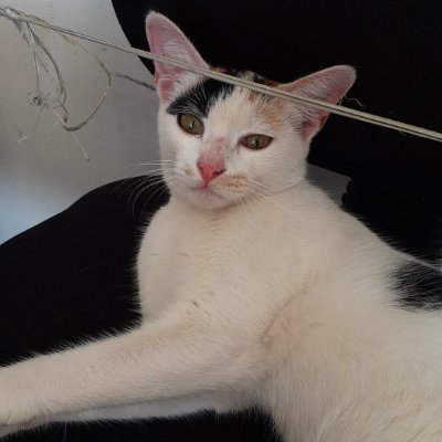 All the Cats in Pune.
Can reach out to us for cats which need help in Pune.
Spray and Neuter your cats.
Happy Meowing