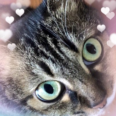 nanakuro96771's profile picture. 復活したにゃ〜😻 ナナ時々黒爺ちゃん🌈 飼い主は、ひさりん♡です #DMは🙅‍♀️