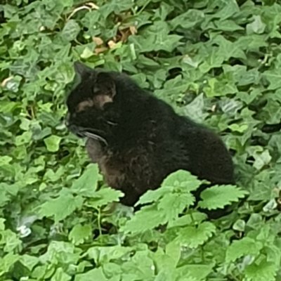 CorrinedeNorma1's profile picture. Je suis venue dans un but précis et il m'a échappé mais c'est ici plus que partout ailleurs que j'ai pris conscience de l'abîme qui sépare les humains entre eux