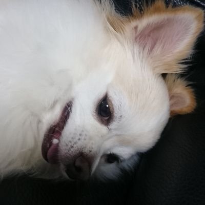 55555B55555's profile picture. 娘達にパパと呼ばれています。孫にグランパと言ってほしい。孫と娘達を推します。愛犬のチワワを可愛がる事も生きがい。ただの備忘録。https://t.co/xI4miUbVCK https://t.co/yAt3bq6pCs Instagram/55555A55555/55555F55555