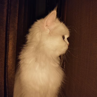 Immu3009's profile picture. MEoWING