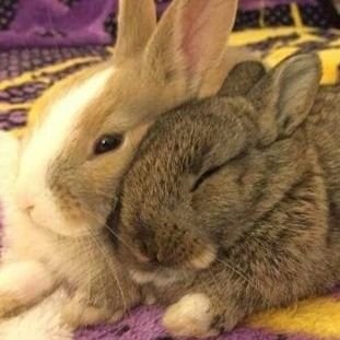 m1racleb3rry's profile picture. HE/SHE • 18