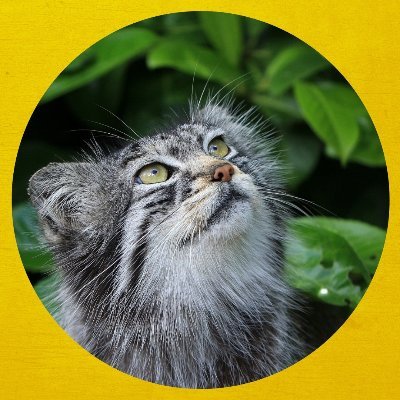 Sono Manu, gatto di Pallas È anche il nome del mio romanzo,seguite le Mie Orme…preordina il mio libro! https://t.co/fcGZs9anJC