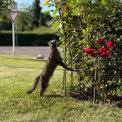 AyteeDE's profile picture. tech enthusiast with cats.