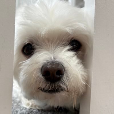 gimaad_'s profile picture. 