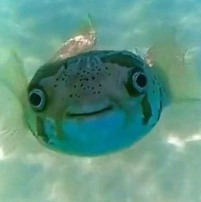 manubaiacu's profile picture. glub glub