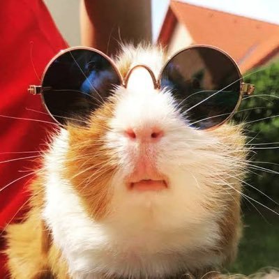 Web3 rodent, wanderer dropping crypto news, memes, and trading nuggets. Obsessed with DeFi, NFTs, and the blockchain vibe. Join the ride 🚀