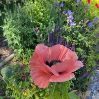 Aloisia Margaretha Altmanninger3 (@amaltmanninger3) 's Twitter Profile