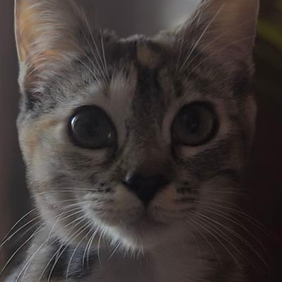 PatriiBurgoos's profile picture. 🌸