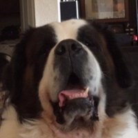 Widows (@widows_fps) 's Twitter Profile