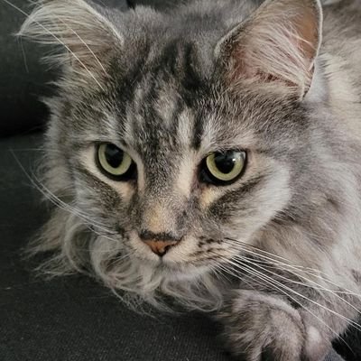 ReSde70219182's profile picture. Nationalliberal. Wertkonservativ. Kritisch. Im Zweifelsfall ist alles Satire und Religion! ☝🏻

btw: Block für Kryptohändler und Listensetzer.