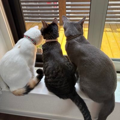 loser_0704's profile picture. 保護猫キジトラぽぽ♀ ブルーあお♂ スコッティッシュフォールド キャリコアナ♀ ビビリな3ニャンと暮らす ぽぽちゃんFIP治療中