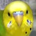 ゴリュウ@インコቺቻቺቻ勢 (@golyuagricola2) Twitter profile photo ゴリュウ@インコቺቻቺቻ勢 (@golyuagricola2) Twitter profile photo