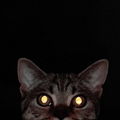cho 👁さんのプロフィール画像