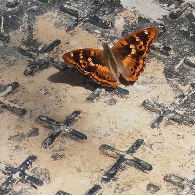 xiangdu12's profile picture. 