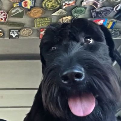 Frontline woofer 🐕 Delivers aid, sniffs out trouble, pees on orcs. Proud member of #WarMonitorTeam! My human is @baraban_odessa! Woof for Ukraine! 🇺🇦