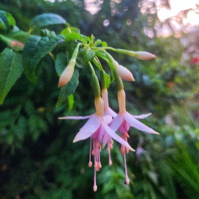 MaryBallinsheen's profile picture. 