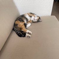 Stram (@streambotnt) 's Twitter Profile