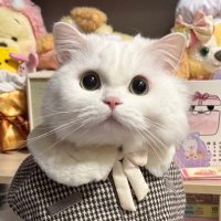 Mifan🍚 (@mifan0423_) 's Twitter Profile