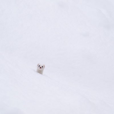 11suimin's profile picture. 