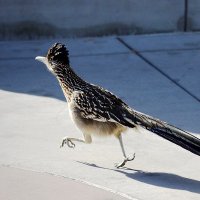 The Duke of Demon Derailleurs (@7eff6659) 's Twitter Profile