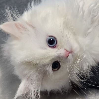 ahmedrajputt_x2's profile picture. Entrepreneur | Trader
Influencer
Founder Of @zsattirepk