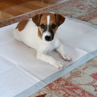 gianni26231's profile picture. 